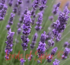 Lavender Flower Bulk Lavender Herb Lavender Tea Highy Grade Smell 2oz USA
