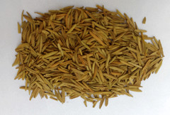 100% PURE KARVA INDRAJAU BITTER OLEANDER HOLARRHENA PUBESCENS -WHOLE