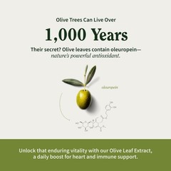 Olive Leaf Extract 40% Oleuropein Capsules Blood Pressure Supplement 300mg, 60ct