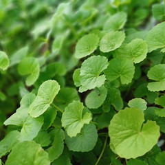 Gotu Kola Leaf Powder | Organic Centella Asiatica | Brain Health | Natural Herb