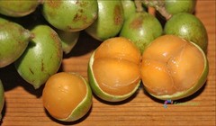 10 Seeds Melicoccus Bijugatus Quenepa Guinep Limoncillo Bajan Ackee Spanish Lime