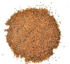 Taramira (Tarameera) Brassica eruca arugula seeds whole pure natural