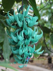 5 Seeds Strongylodon Macrobotrys Turquoise Jade Vine Beautiful Ornamental Plants