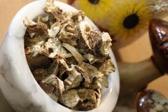 Poke Root – Whole Dried Root, Spring 2023 Appalachian Mountains Wild Harvest