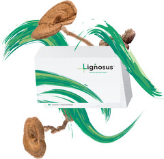 Lignosus Organic Tiger Milk Mushroom Sachets Lung Detox Cleanse 30 Sachet Box