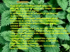Nettle Leaf 2oz Ortiga Hojas/hierba Hortiga Stinging Nettle Herb Urtica Dioica
