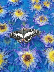 1 oz Organic Blue Lotus, N. caerulea, Whole Siamese Dream™ ~ Schmerbals Herbals