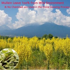 Organic Mullein Leaf Tea Herbal Tea Bags for Lung Cleanse Respiratory Breathing