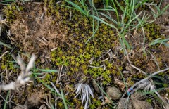 500 Seeds Syntrichia Ruralis Twisted Star Moss Resistant Amazing Gardening Plant