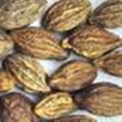 Haritaki.Terminalia Chebula Black Myrobalan,Chebulic Myrobalan Harde SEED 3.5oz