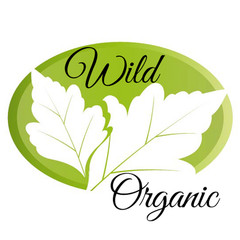 Stinging Nettle Tincture, Organic Nettle Extract