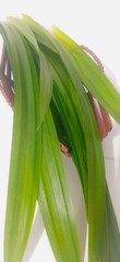 Ceylon Dried Pandan Leaf Tea Organic 100% Pure Organic Natural Healthy Drink250g