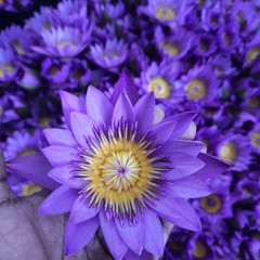 Blue Lotus |Nymphaea Caerulea| 100% Organic Herbal Hand Picked Pure Flowers Tea