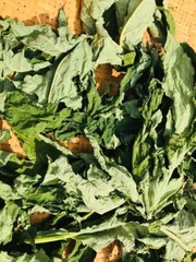 30g x 2 Dried Carica Papaya Leaf – Pure Organic Herbal Tea | Whole Leaves