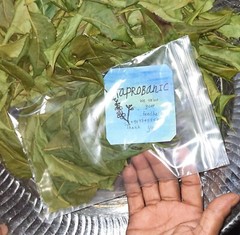 Organic Neem Leaves Hojas de neem Neem herbs Neem Azadirachta indica 25-100