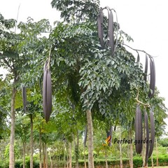 10 Seeds Oroxylum Indicum Indian Trumpet Tree Flower Broken Bones Scythe Tree