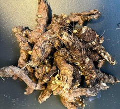 Oshá Root 1 oz Sustainable Wild harvested Hand-Dug above 9k’ Colorado Rockies