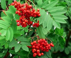 Mountain Ash Berry Tea 3.5 oz (100 g) by Salem Botanicals