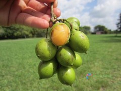 10 Seeds Melicoccus Bijugatus Quenepa Guinep Limoncillo Bajan Ackee Spanish Lime