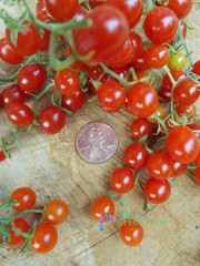 10 Seeds Red Currant Tomato Smallest Edible Juicy Fruit Unpretentious Plants