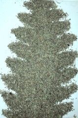 Marshmallow & Damiana Herb Blend – Healing Natural Bulk Leaf Mix – 1/4 oz Ounce