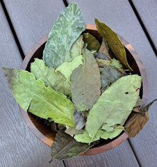 Whole leaf Guayusa herb- Ilex guayusa, wildcrafted Amazonian tea herb 1⁄4 pound!
