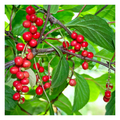 Schisandra Berry Capsules Organic (Schisandra Chinensis) 600mg | Schizandra