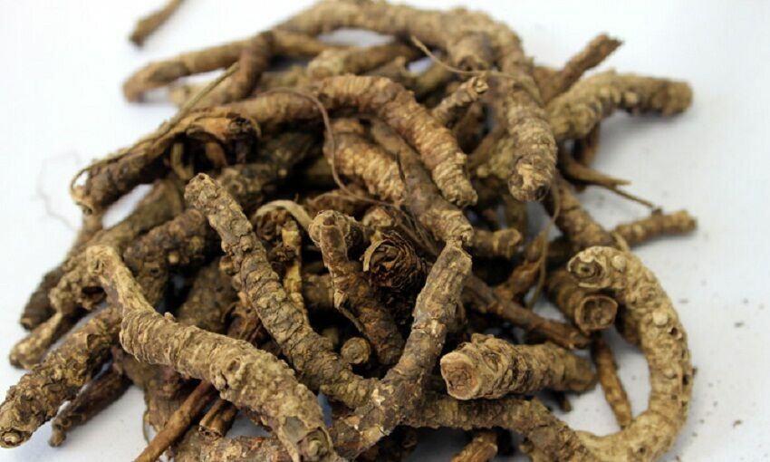 Kutki (Picrorrhiza kurroa) root whole pure raw ayurvedic herb 100g