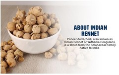 Whole Paneer Doda / Dodi Indian Rennet Withania Coagulans 8 OZ (226 grams)