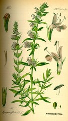 Hyssop Dried herb ( Hyssopus Officinalis ) ORGANIC from Carpathian Mountains UA