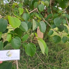 Jati putih (Gmelina arborea) White Teak Dried Leaves
