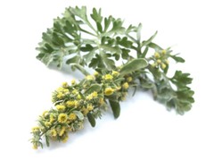 Pure Herbs: Green Ginger (aka Wormwood or Mugwort) – 4 oz.