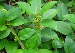 20 Seeds Gymnema Sylvestre Traditional Useful Herb Plants Perennial Tree Vine