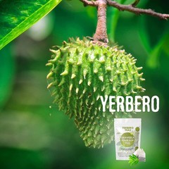 120+ Whole Wildcrafted Soursop Leaves 1.05oz – Culinary Delight Awaiting You
