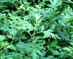 Mugwort Artemisia Argyi Wormwood Ai Ye 艾葉 7oz/15oz US Seller