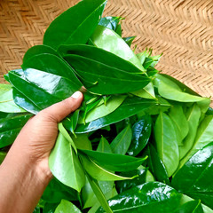 200+ ORGANIC Dried Soursop Leaves Herbal Tea Annona Hojas De Guanabana Graviola
