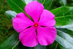 Neotea Nithya Kalyani (Catharanthus Roseus) Powder, 300 g AUTHENTIC BEST QUALITY