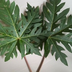 Dried Papaya Leaves Ceylon Organic Natural For Immunity Boost (Carica Papaya)50g