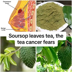 Organic Soursop Leaves Herbal Tea Bags Annona Muricata Guanabana Graviola Powder