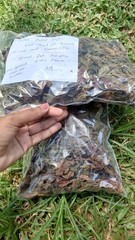 30g Dried Red Jatropha Curcas Leaves – Ratanjot Laljari Yatilung Jadi Herbs