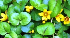 15oz Lysimachia Christinae Hance 金錢草 jinqiancao Gold Coin Grass Herb US Seller