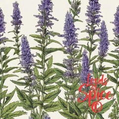 Hyssop Herb – Hyssop Tea Powder – Hyssopus officinalis – USA