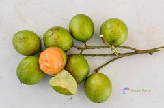 10 Seeds Melicoccus Bijugatus Quenepa Guinep Limoncillo Bajan Ackee Spanish Lime
