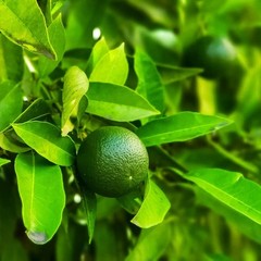 Dried Lemon 150 Leaves Organic Natural Pure Herbal Quality Ceylon Healthy Leaf
