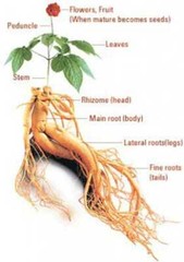 Notoginseng Root 80% Notoginsenosides Powder | 2oz to 1lb | Natural Hand Crafted