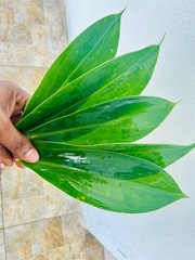 Insulin Plant Leaves (Costus igneus) – Fresh Herbal Leaves – Natural Ayurvedic