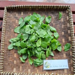 Daun Beluntas – Pluchea Indica Less Leaves