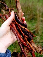Organic Japanese Knotweed Extract, Knotweed tincture, Wild Hu zhang