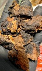 Chaga Dried Chunks, Harvested From Healthy Mature Yellow Birch 100 Grams