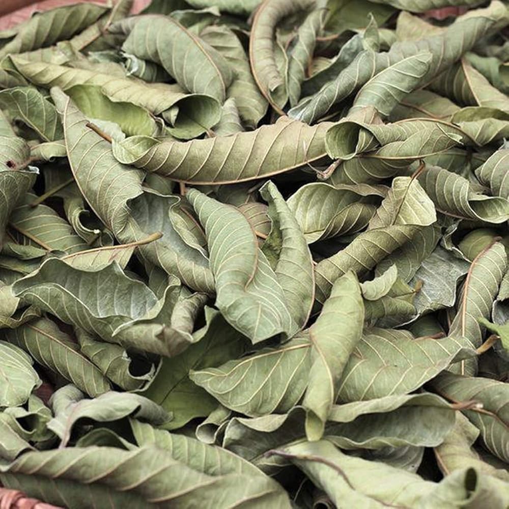 Dried whole Guava leaves Hojas de guayaba Natural Guava leaves Tea 100% Natural